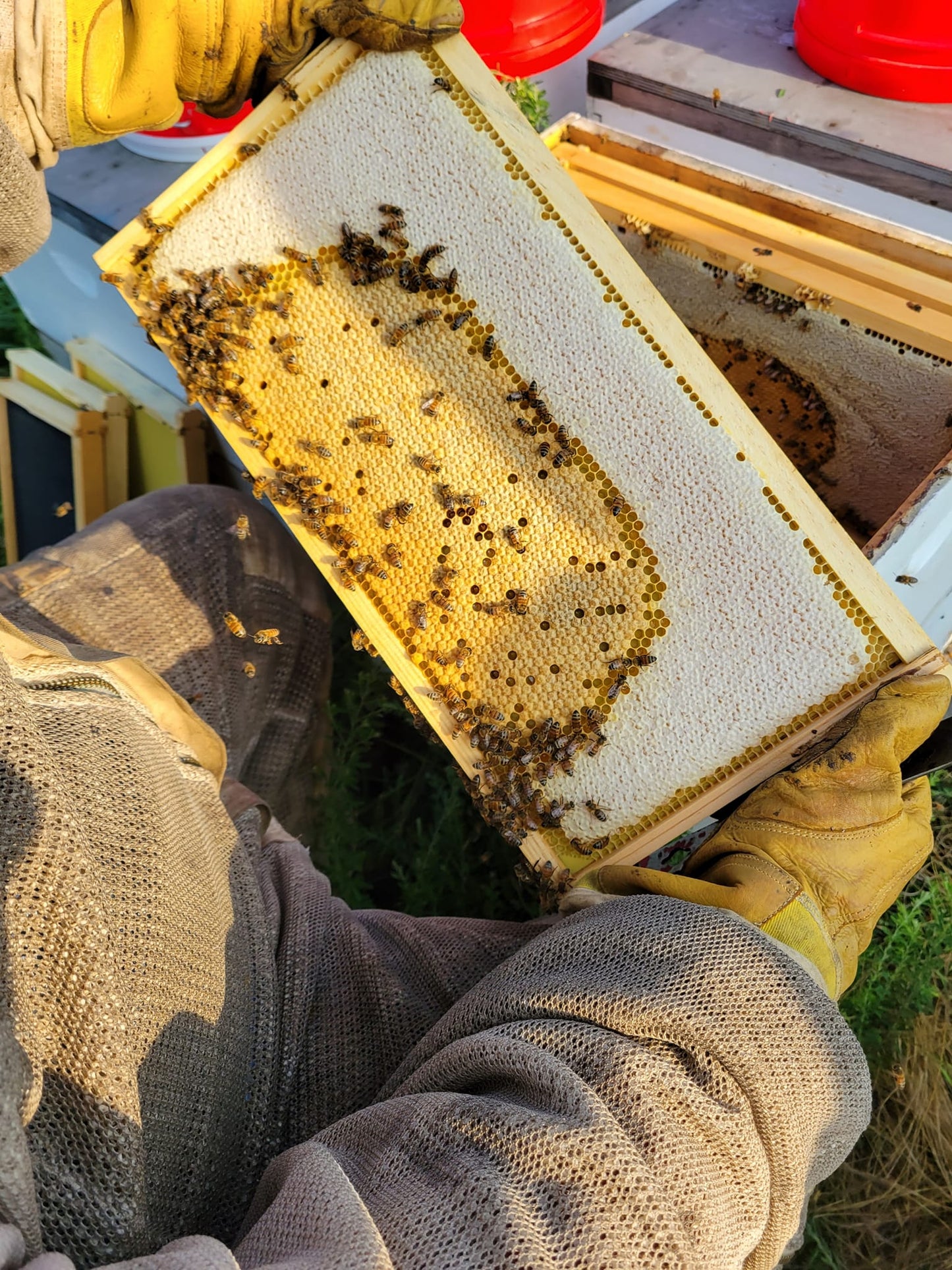 Single Deep Hives